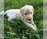 Small Photo #4 Goldendoodle Puppy For Sale in TERRY, MS, USA