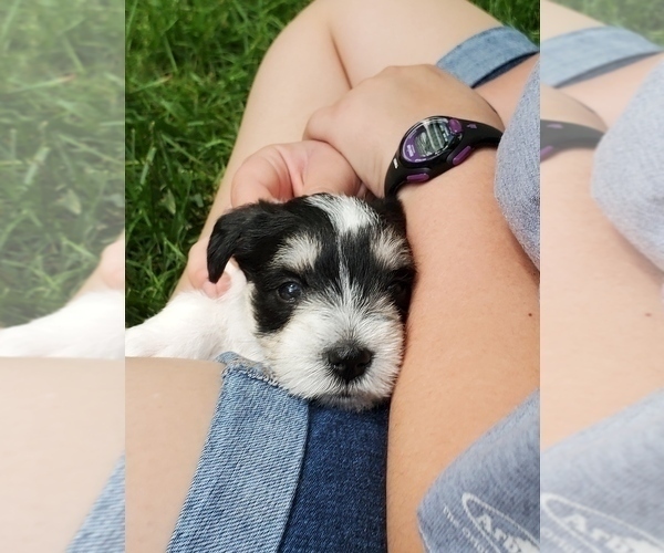 Medium Photo #1 Schnauzer (Miniature) Puppy For Sale in LEESBURG, VA, USA