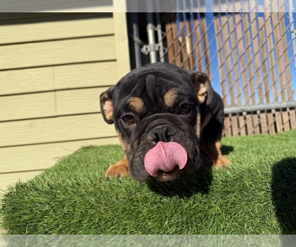 Medium Photo #6 English Bulldog Puppy For Sale in NEWPORT BEACH, CA, USA