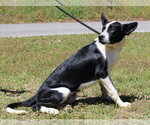 Small #2 Border Collie-English Shepherd Mix