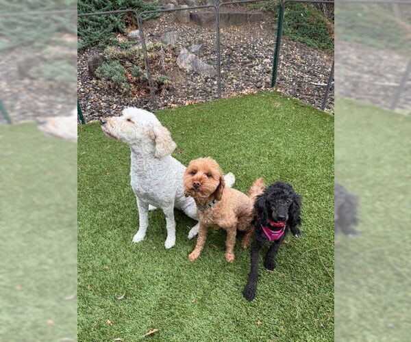 Medium Photo #8 Poodle (Miniature) Puppy For Sale in St. Louis Park, MN, USA