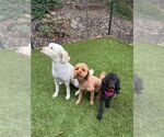 Small #7 Poodle (Miniature)