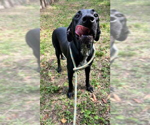 December - Female Lab-Pointer Dog for Adoption - Photo #3