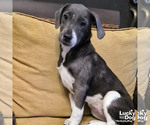 Small #1 Retriever  Mix