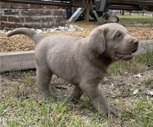 Medium Photo #9 Labrador Retriever Puppy For Sale in KNOXVILLE, GA, USA