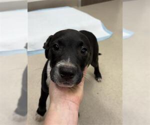 Labrador Retriever Dogs for adoption in Baytown, TX, USA