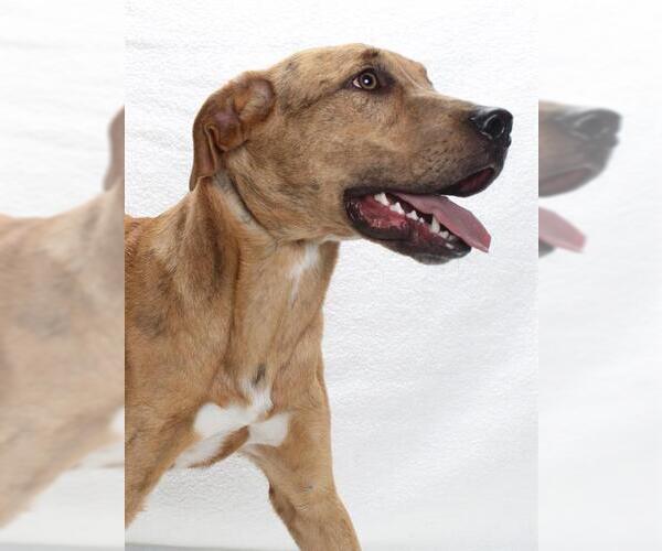 Medium Photo #1 Catahoula Leopard Dog-Labrador Retriever Mix Puppy For Sale in Burbank, CA, USA