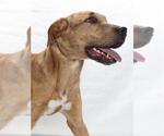 Small Catahoula Leopard Dog-Labrador Retriever Mix