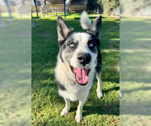 Homie - Male Siberian Husky Dog for Adoption - Photo #4