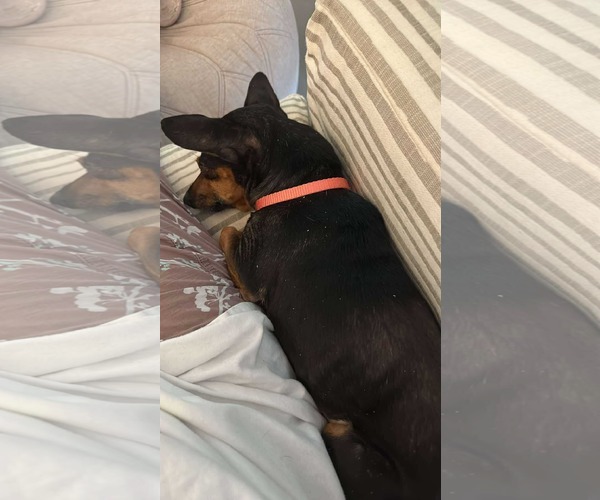 Medium Photo #4 Dachshund-Unknown Mix Puppy For Sale in Gulfport, MI, USA