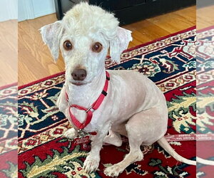 Havanese-Unknown Mix Dogs for adoption in Canton, CT, USA