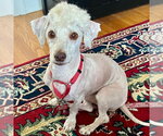 Small Havanese Mix