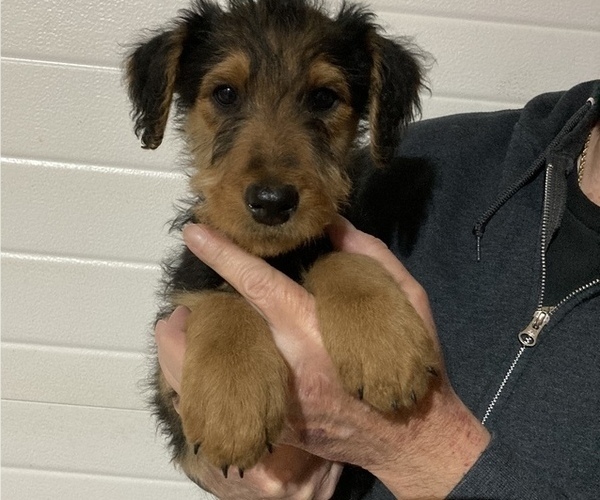 Medium Photo #2 Airedale Terrier Puppy For Sale in OLEAN, NY, USA
