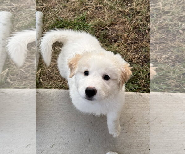 Medium Photo #6 Great Pyrenees Puppy For Sale in Dallas, TX, USA