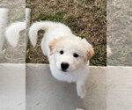 Small #5 Great Pyrenees
