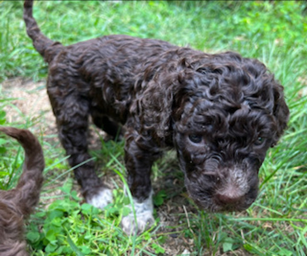 Medium Photo #1 Lagotto Romagnolo Puppy For Sale in SCARSDALE, NY, USA