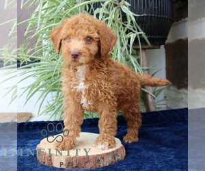 Goldendoodle (Miniature) Puppy for sale in NARVON, PA, USA