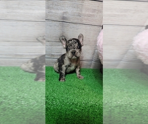 French Bulldog Puppy for sale in INDIANAPOLIS, IN, USA