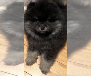 Pomeranian Puppy for sale in MIDLOTHIAN, VA, USA