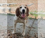 Small #2 Beagle Mix