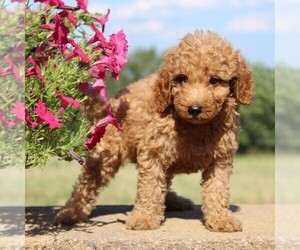 Goldendoodle-Poodle (Miniature) Mix Puppy for sale in PARADISE, PA, USA