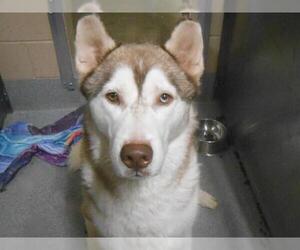 Siberian Husky Dogs for adoption in Orange, CA, USA