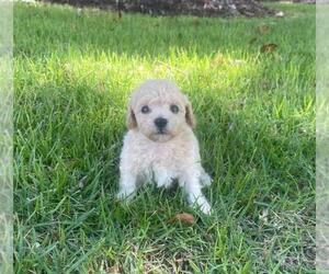 Poodle (Toy) Puppy for sale in OLIVE BRANCH, MS, USA
