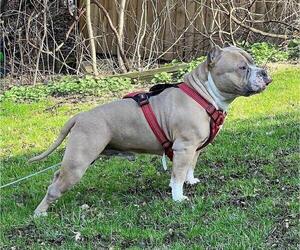 Father of the American Bully puppies born on 11/27/2022