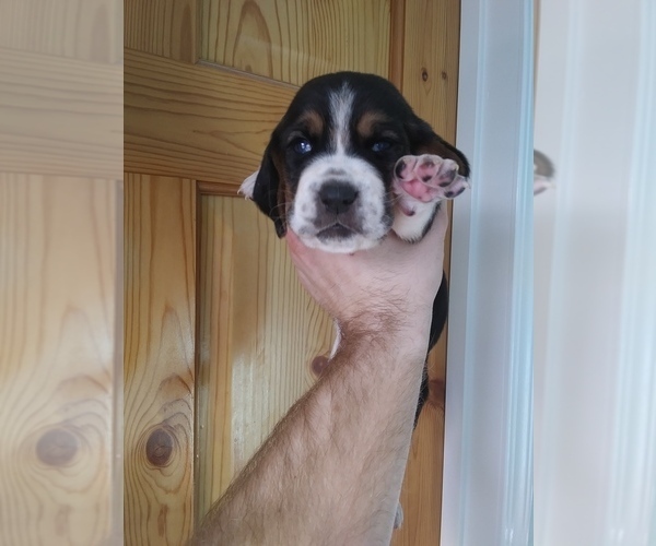 Medium Photo #17 Basset Hound Puppy For Sale in PETERSBURG, IN, USA
