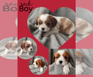 Cavalier King Charles Spaniel Puppy for sale in SPRINGFIELD, IL, USA