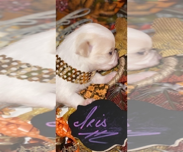 Medium Photo #4 Chihuahua Puppy For Sale in RAWSONVILLE, MI, USA