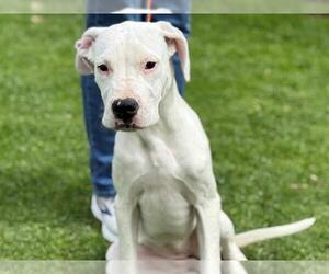 Dogo Argentino Dogs for adoption in San Clemente, CA, USA