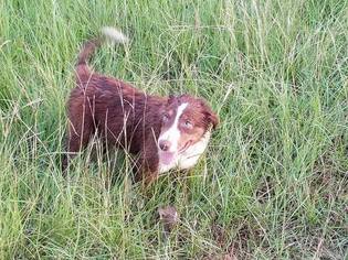 Border Collie Puppy for sale in PAIGE, TX, USA