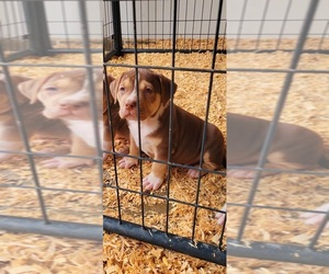 American Bully Puppy for sale in BAKERSFIELD, CA, USA