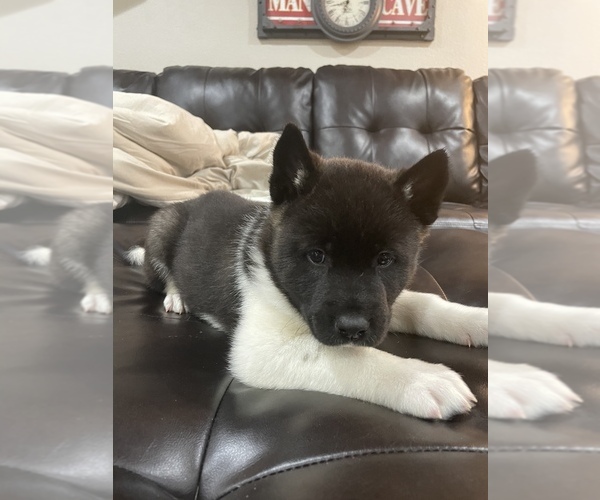 Medium Photo #7 Akita Puppy For Sale in ARVADA, CO, USA