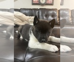 Small Photo #7 Akita Puppy For Sale in ARVADA, CO, USA