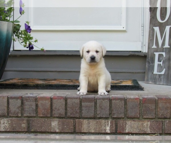 Medium Photo #2 Labrador Retriever Puppy For Sale in ANNISTON, AL, USA
