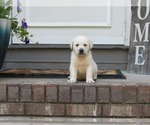 Small #1 Labrador Retriever