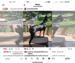 Small Photo #1 Doberman Pinscher Puppy For Sale in SUMMERFIELD, NC, USA