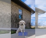 Small Photo #6 Golden Retriever Puppy For Sale in EL CAMPO, TX, USA