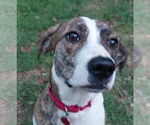 Small Mountain Cur Mix