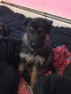 Small Photo #4 German Shepherd Dog Puppy For Sale in EAST LYME, CT, USA