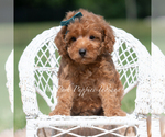 Small Photo #30 Maltipoo (Miniature) Puppy For Sale in WARSAW, IN, USA