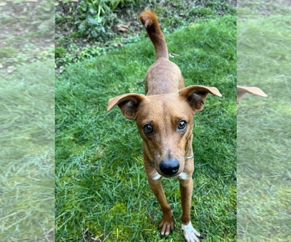 Medium Photo #1 Australian Shepherd-Whippet Mix Puppy For Sale in Arlington, WA, USA