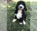 Small Photo #30 Bernedoodle Puppy For Sale in BOWLING GREEN, KY, USA