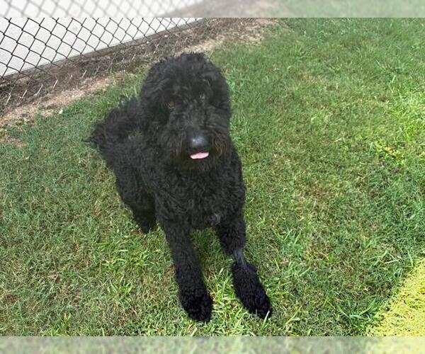 Medium Photo #1 Labradoodle Puppy For Sale in Grovetown, GA, USA