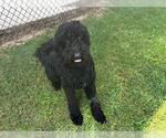 Small Labradoodle