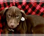 Small Photo #2 Labrador Retriever-Unknown Mix Puppy For Sale in Omaha, NE, USA