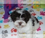 Small Photo #2 Havanese Puppy For Sale in ORO VALLEY, AZ, USA