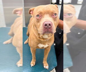 American Bulldog-Unknown Mix Dogs for adoption in Mobile, AL, USA